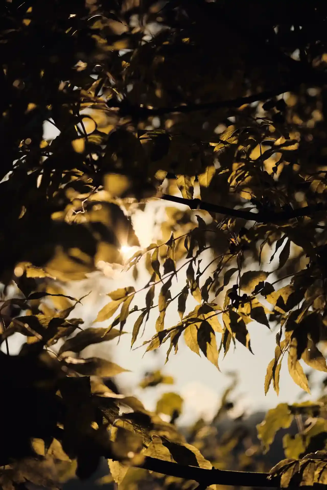 Bergdiamant im Herbst
