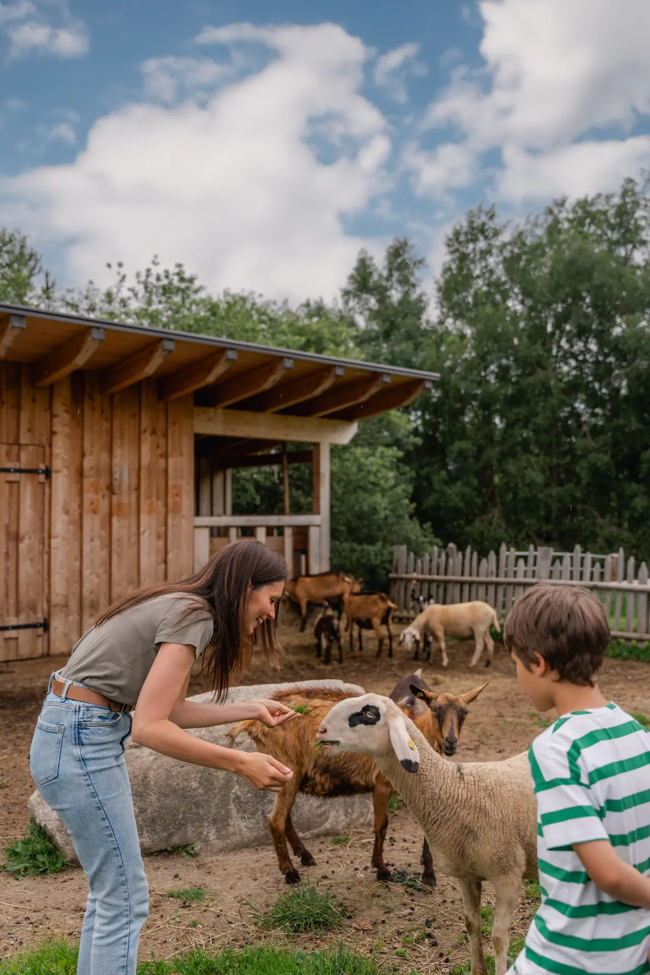 Schafe im Streichelzoo