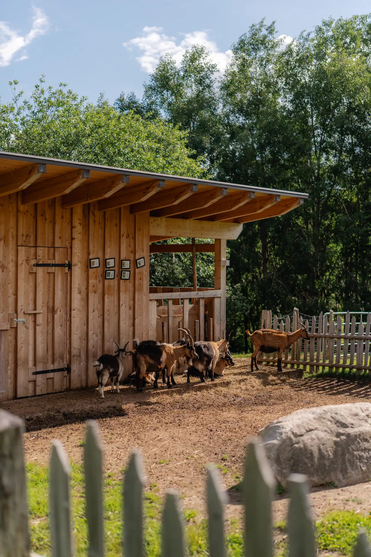 Ziegen im Streichelzoo