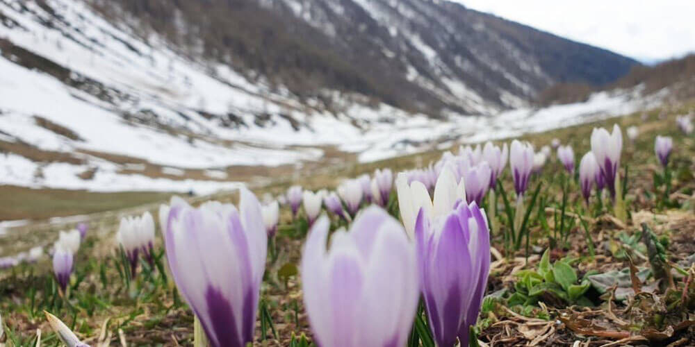 Scoprite Maranza, il Monte Gitsch e la Val Giovo in primavera